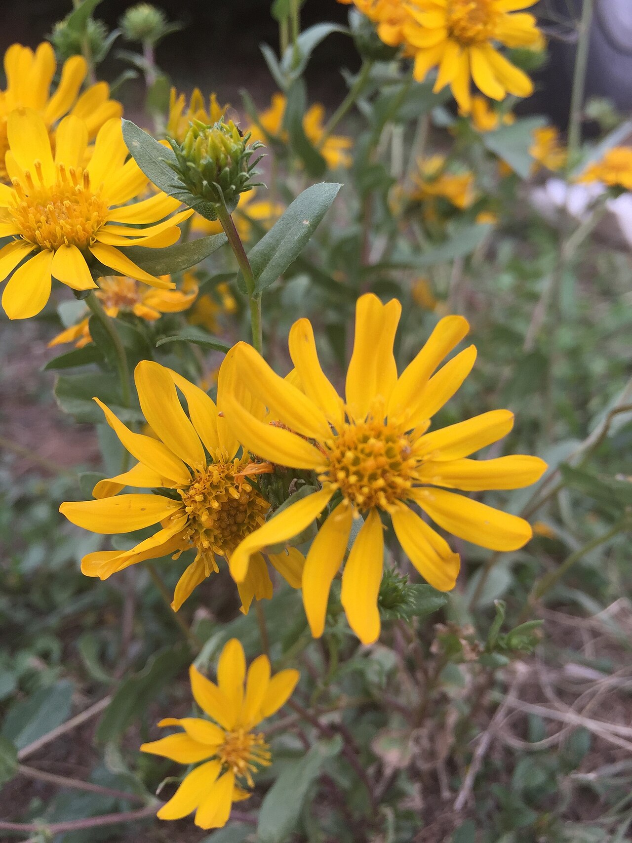 Grindelia oxylepis