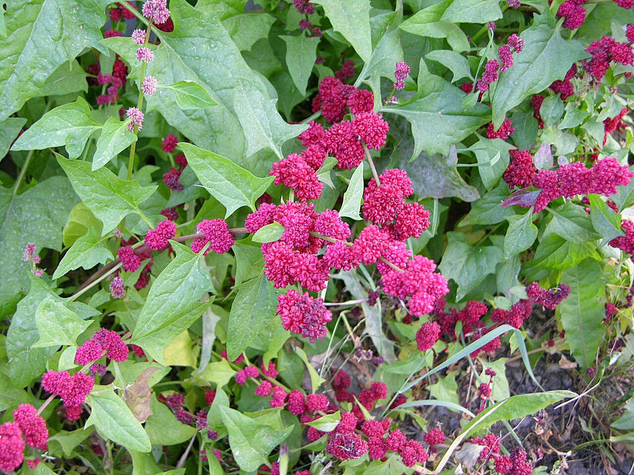 Chenopodium capitatum