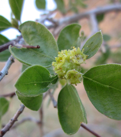 Colubrina californica