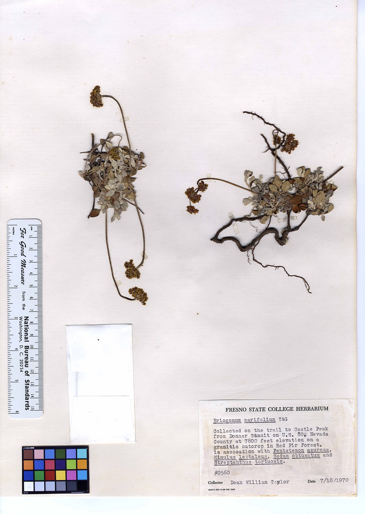 Eriogonum marifolium
