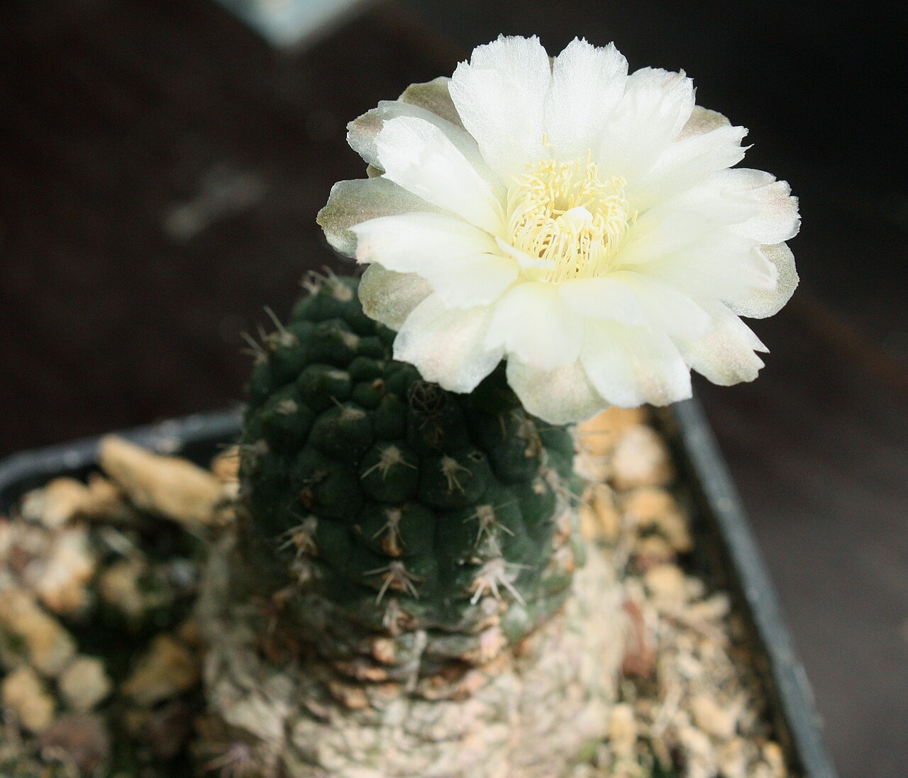 Gymnocalycium uebelmannianum