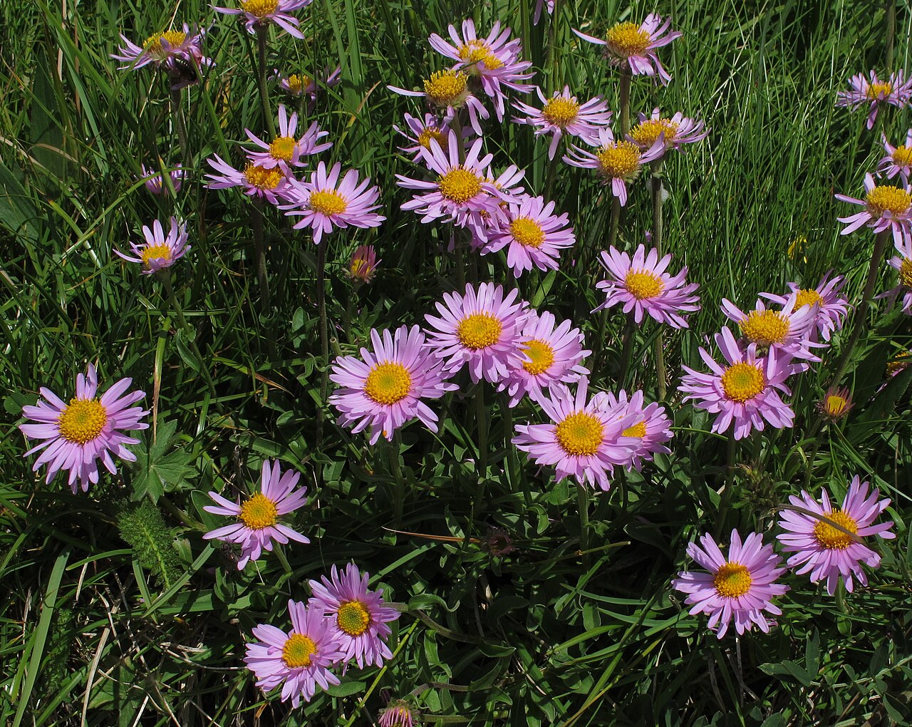 Aster alpinus