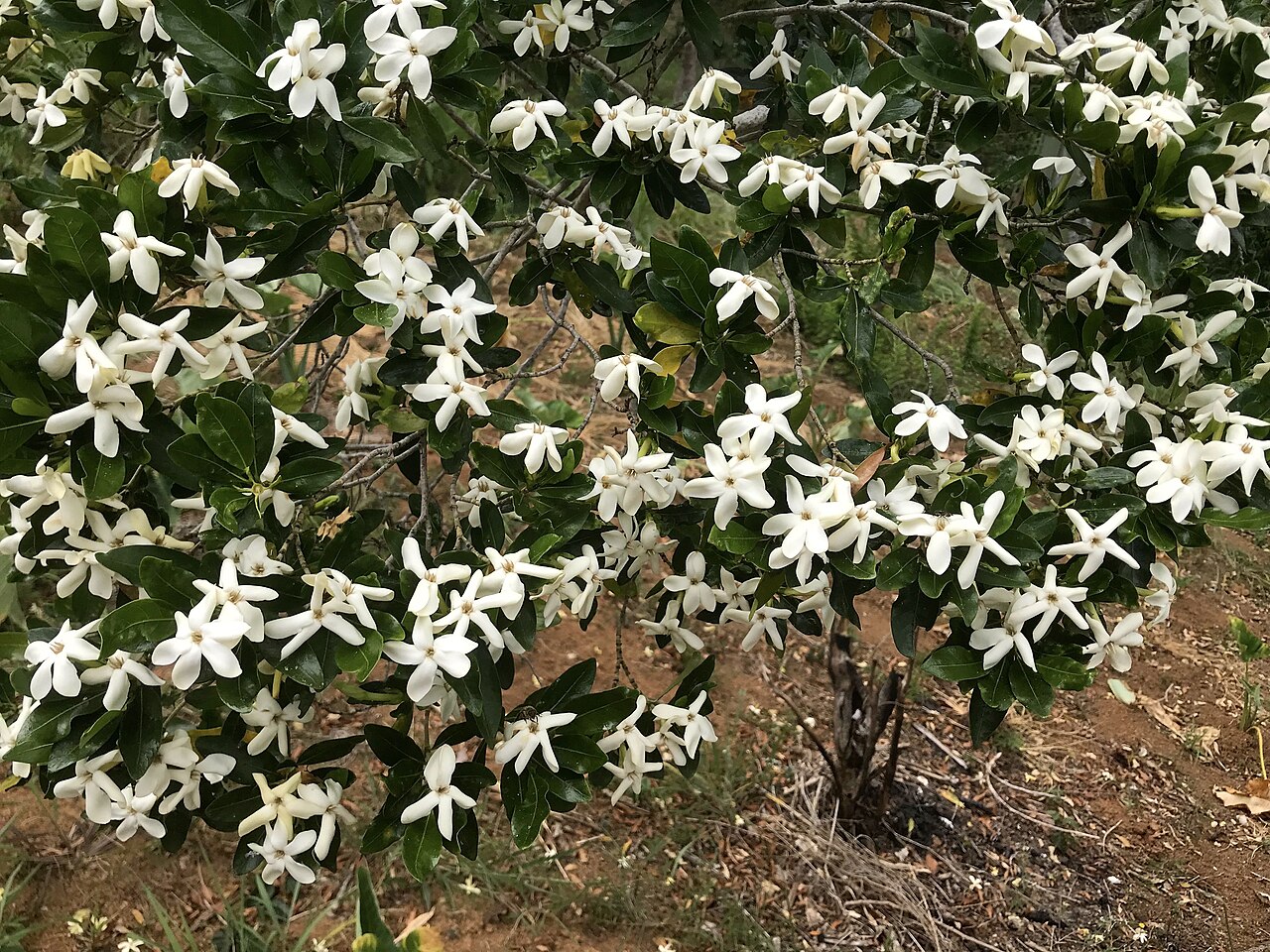 Gardenia urvillei