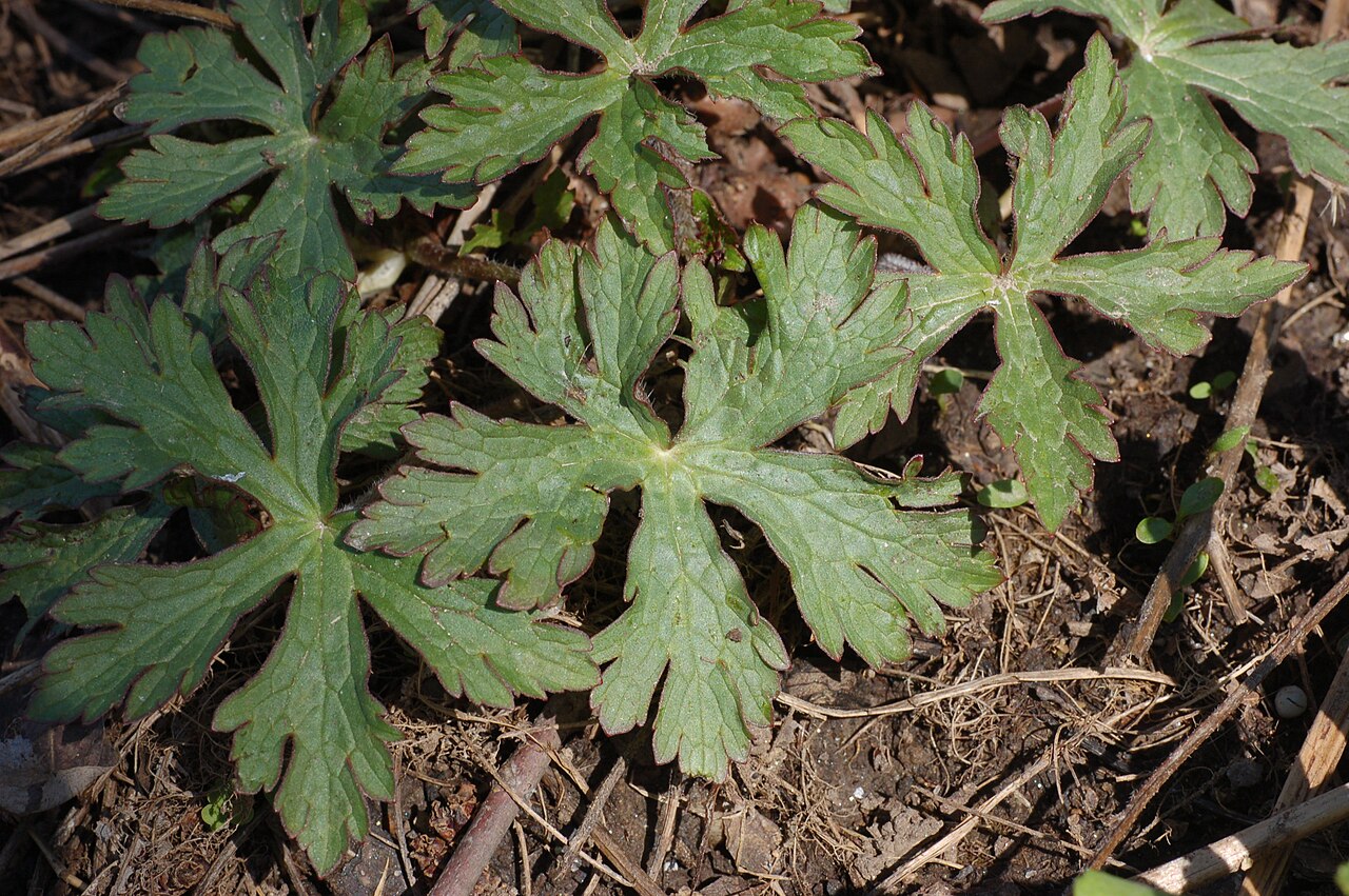 Geranium maculatum