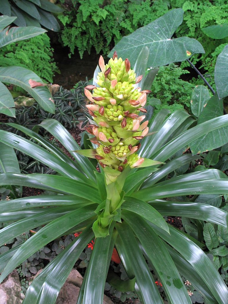 Guzmania roseiflora