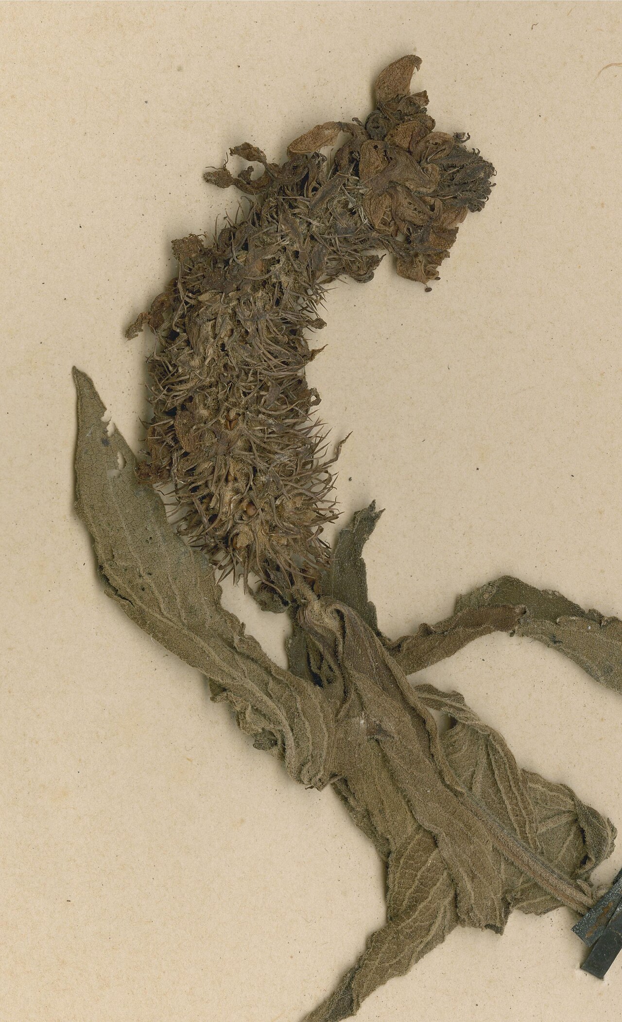 Coleus angolensis
