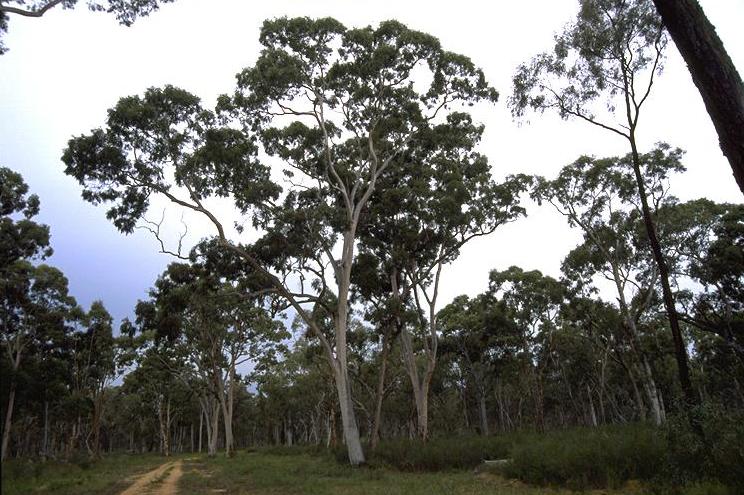 Angophora leiocarpa