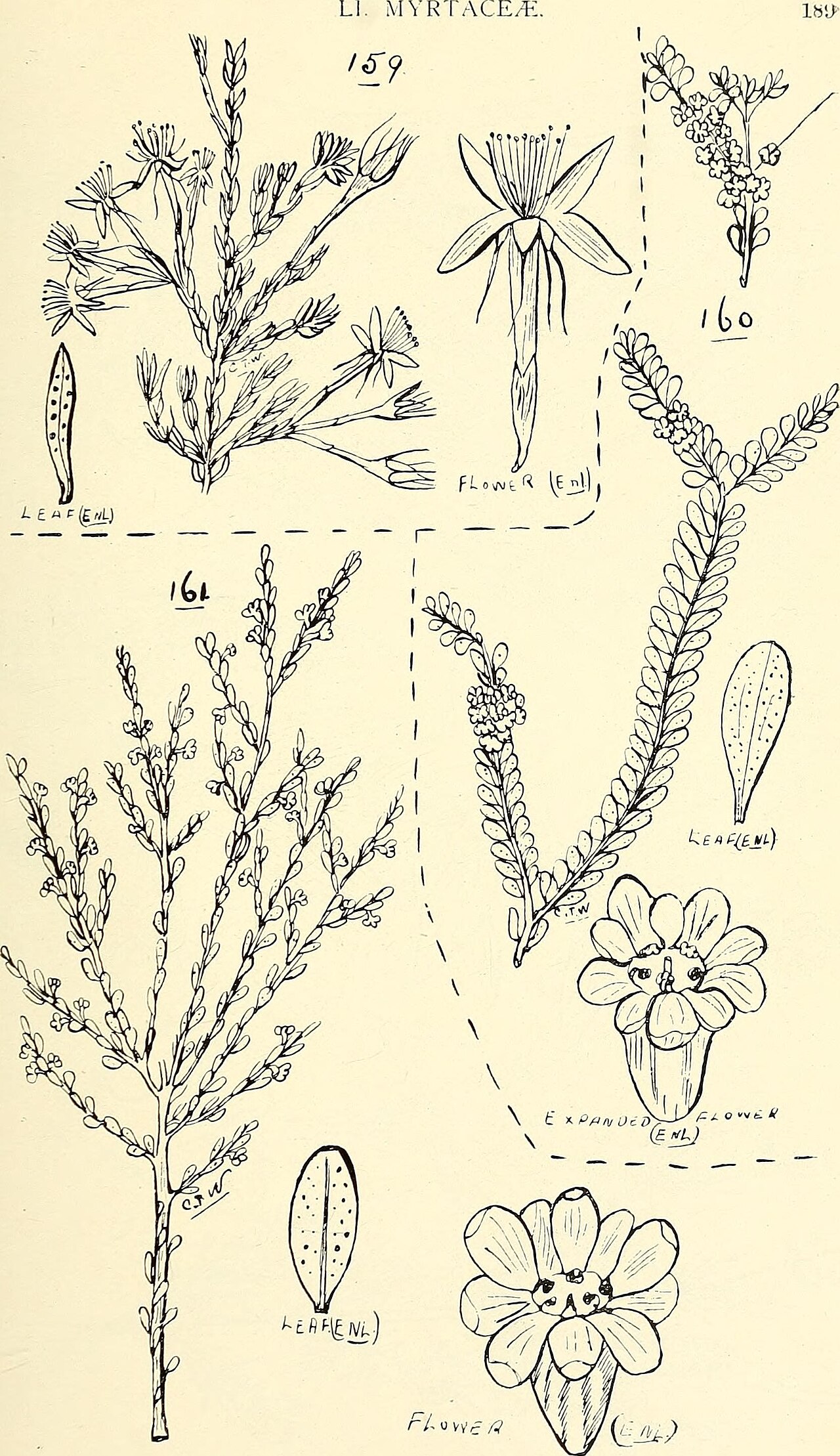 Thryptomene oligandra