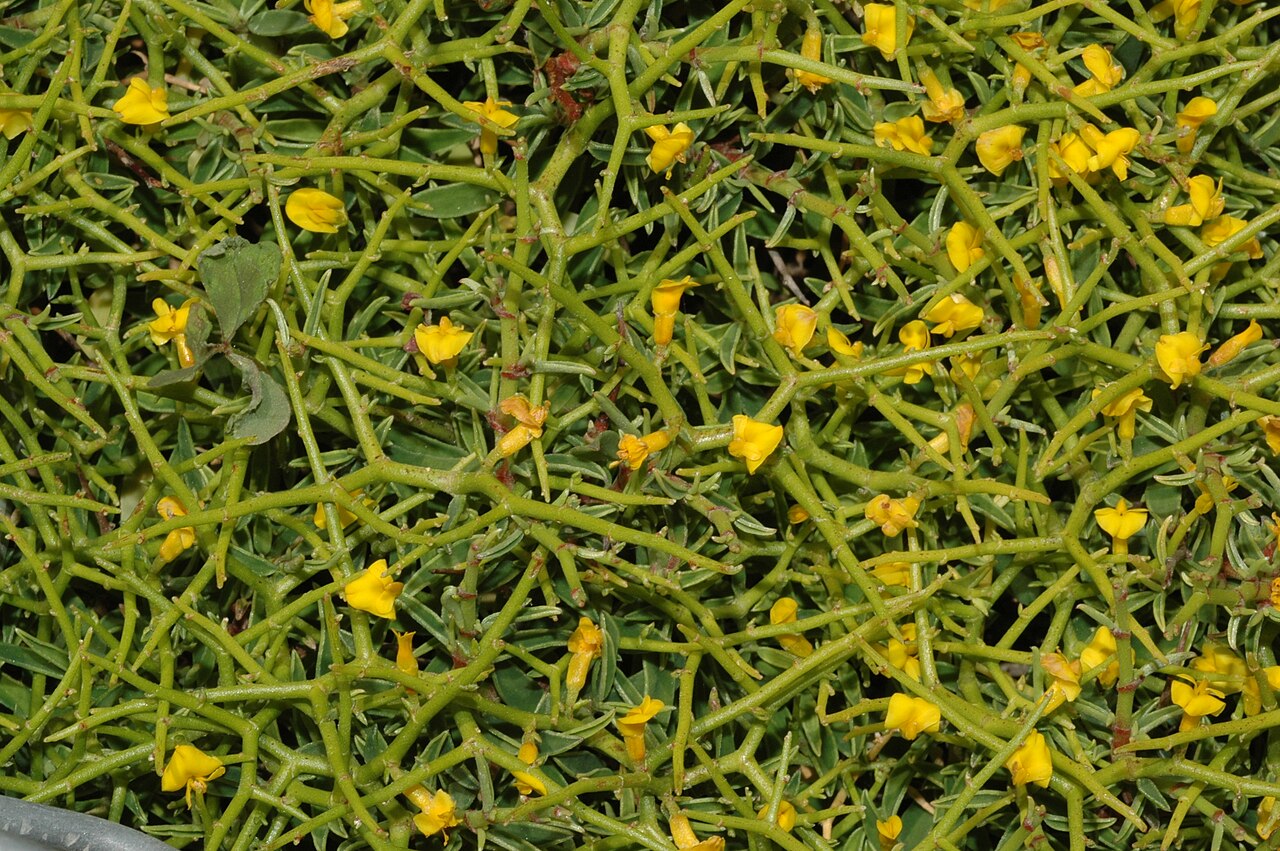 Anthyllis hystrix