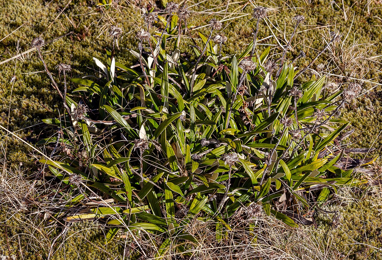 Cotton daisy or by its Māori name puhare