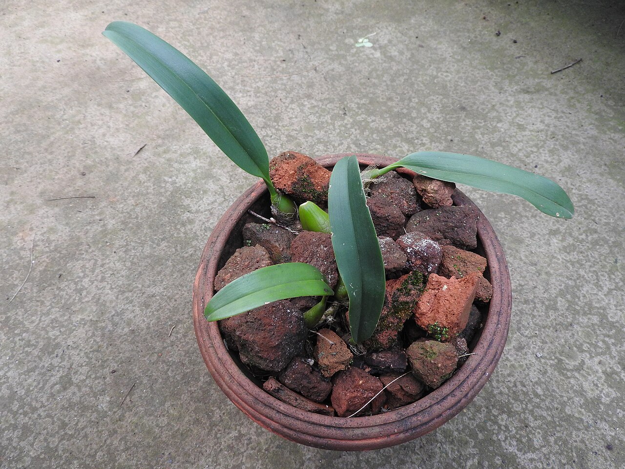 Bulbophyllum helenae
