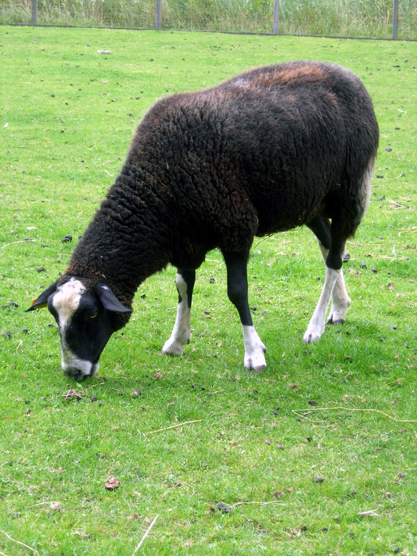 Zwartbles
