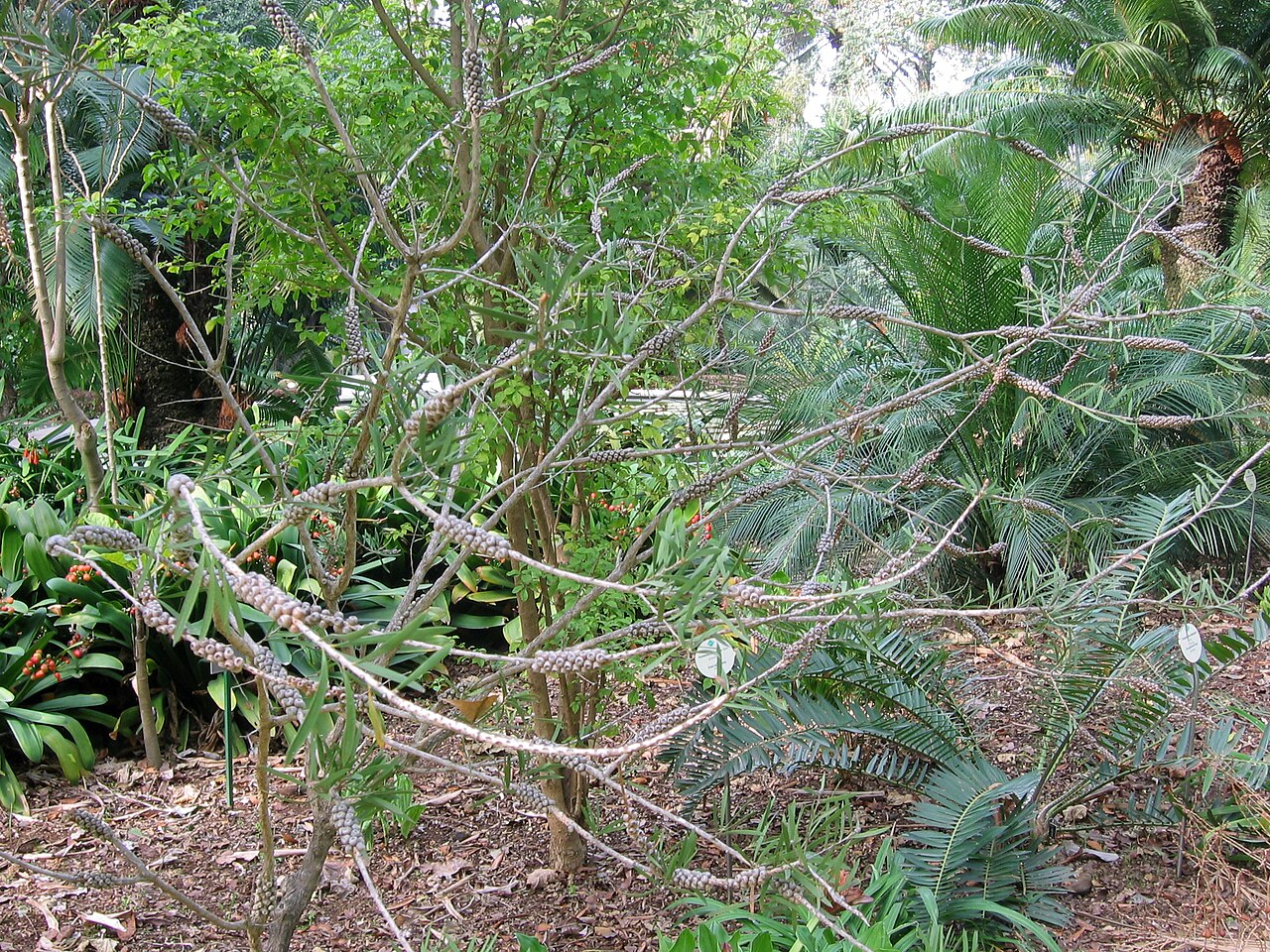 Callistemon rugulosus