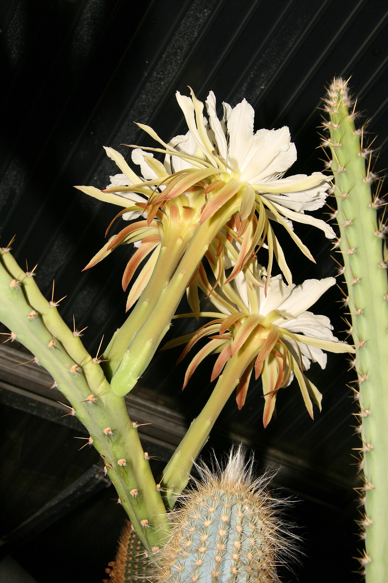 Cereus mirabella