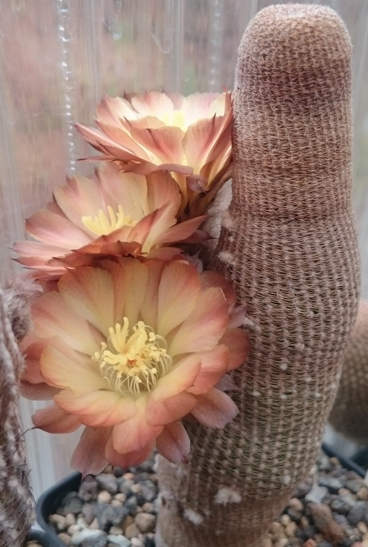 Echinopsis bonnieae