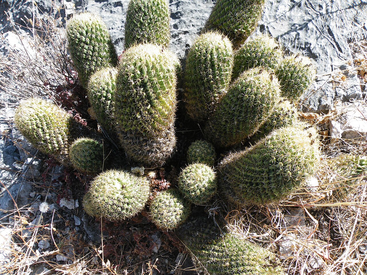 Coryphantha glassii