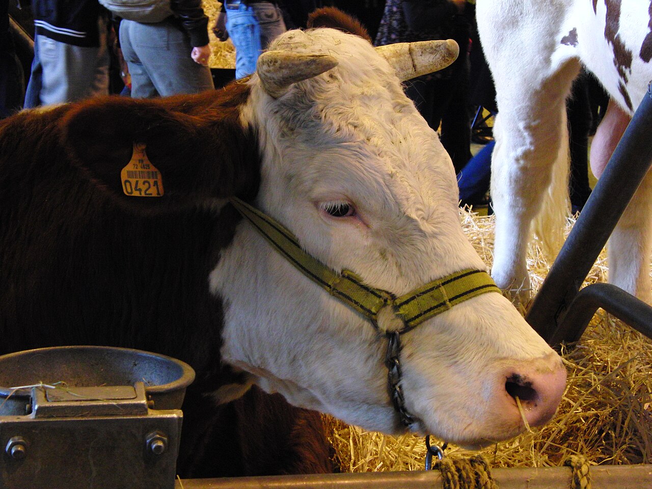 Saosnoise cattle