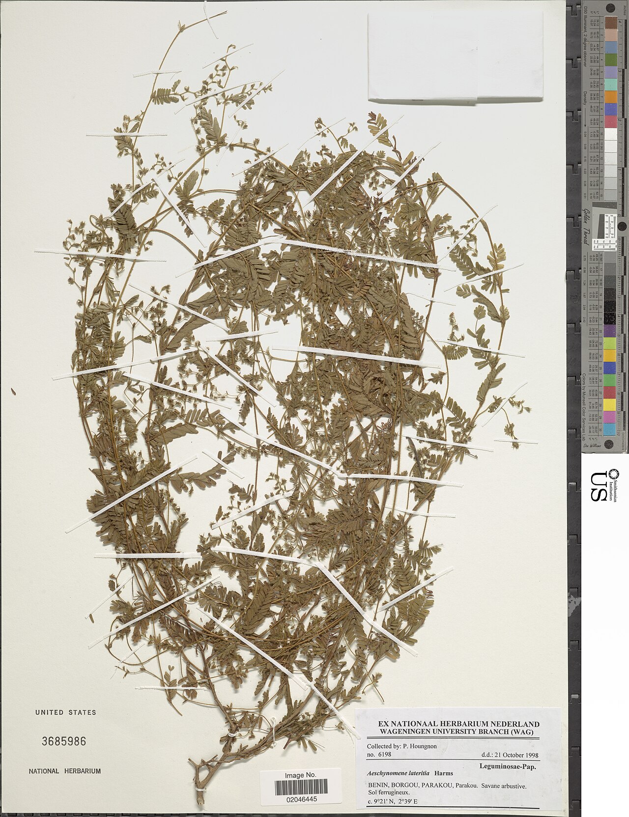 Aeschynomene lateritia