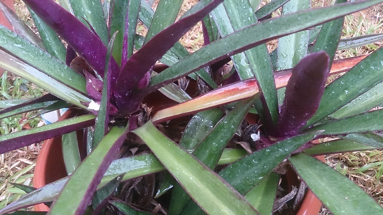 Tradescantia spathacea