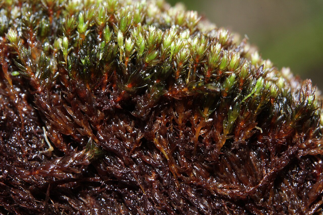 Bryum muehlenbeckii