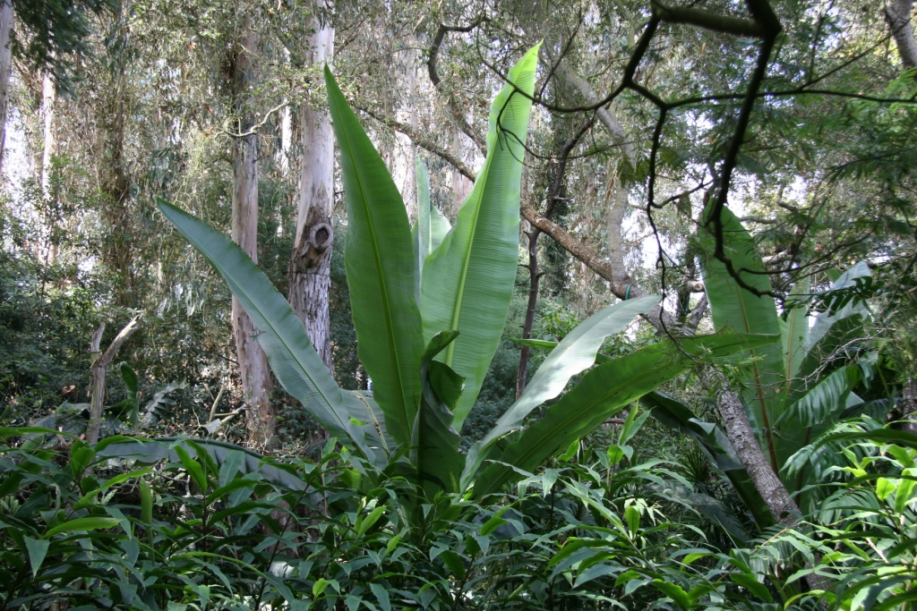 Ensete ventricosum