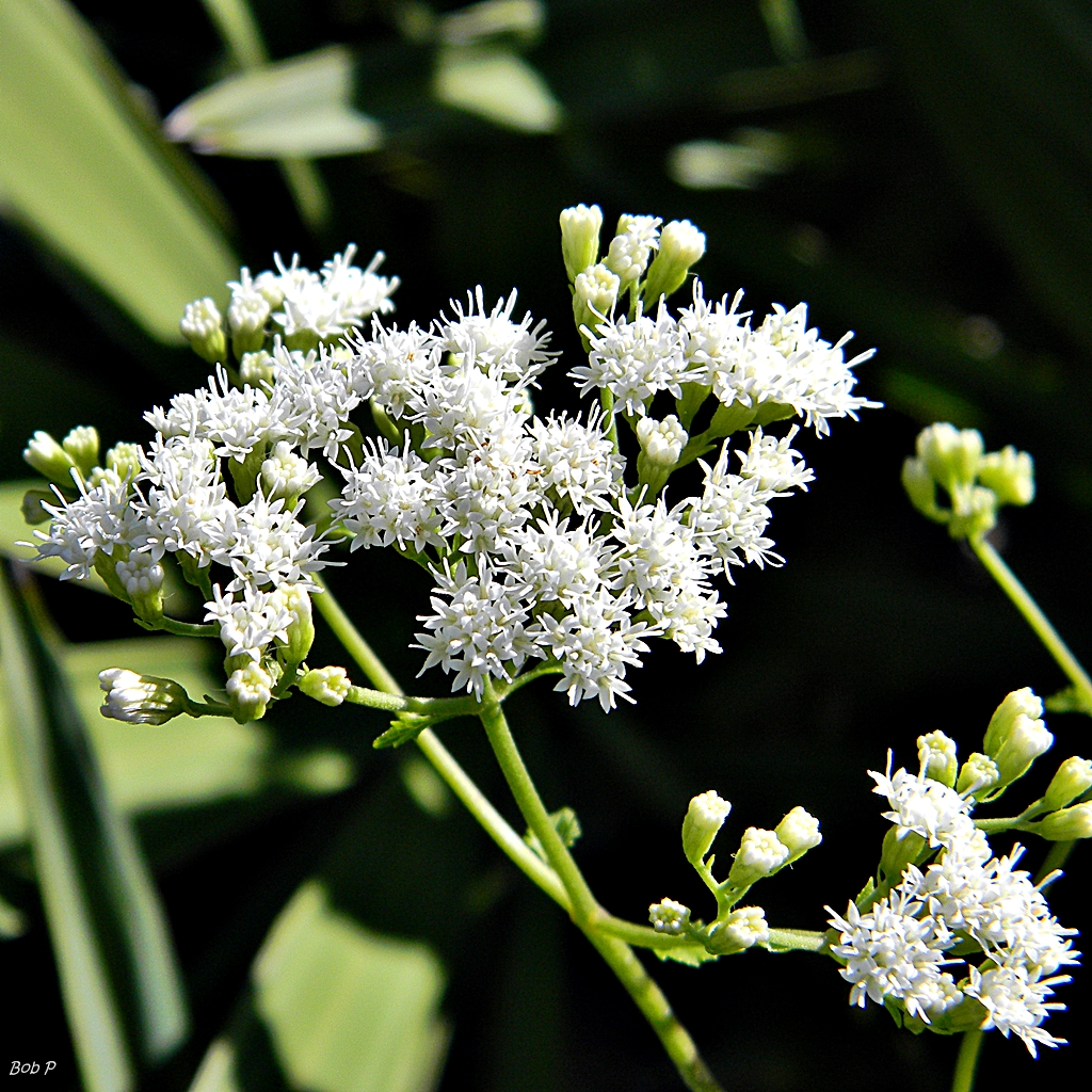 Eupatorium mikanioides