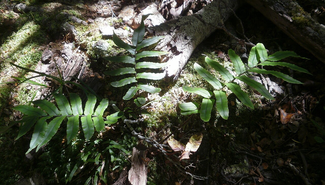 Blechnum procerum