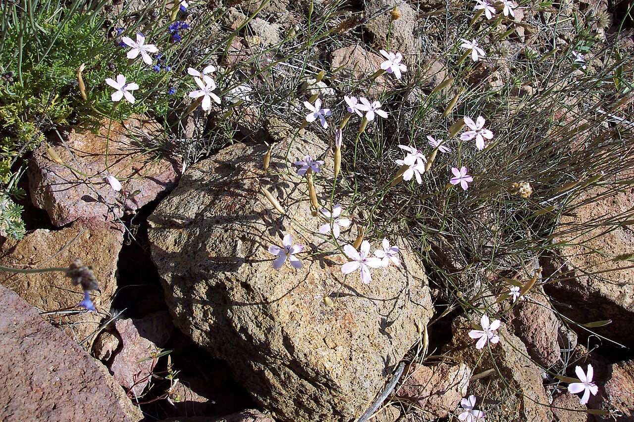 Dianthus charidemi