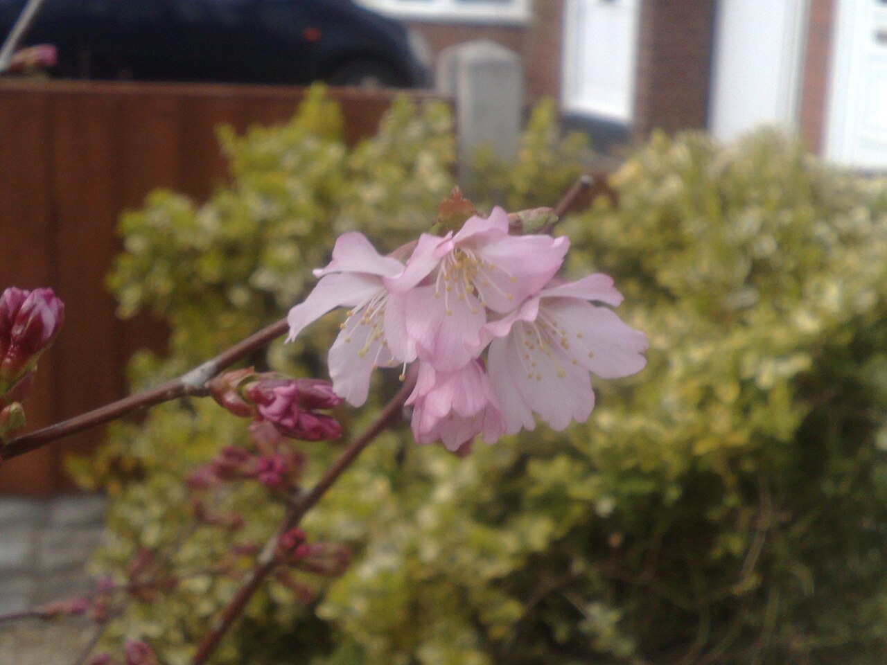 Prunus nipponica