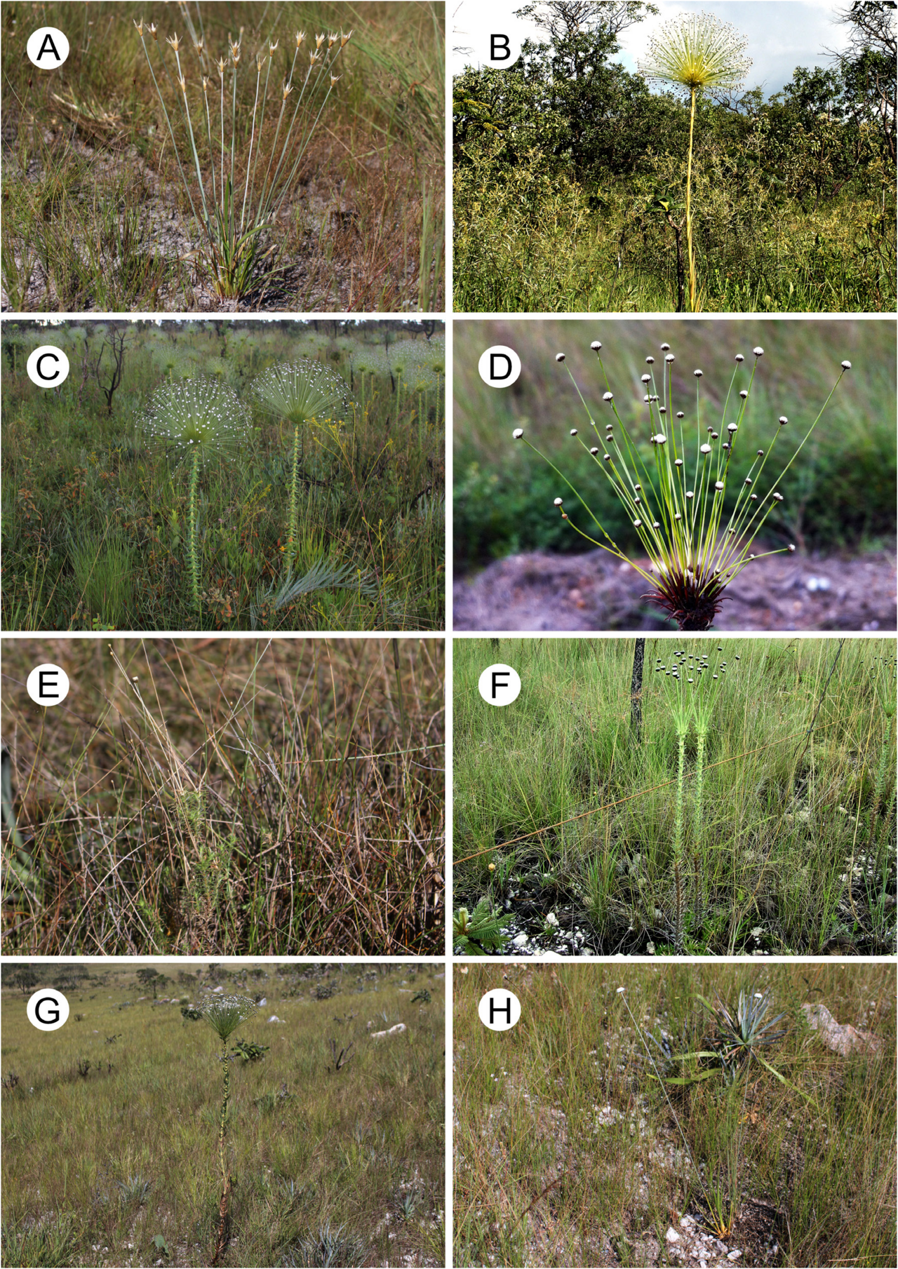 Paepalanthus flaccidus