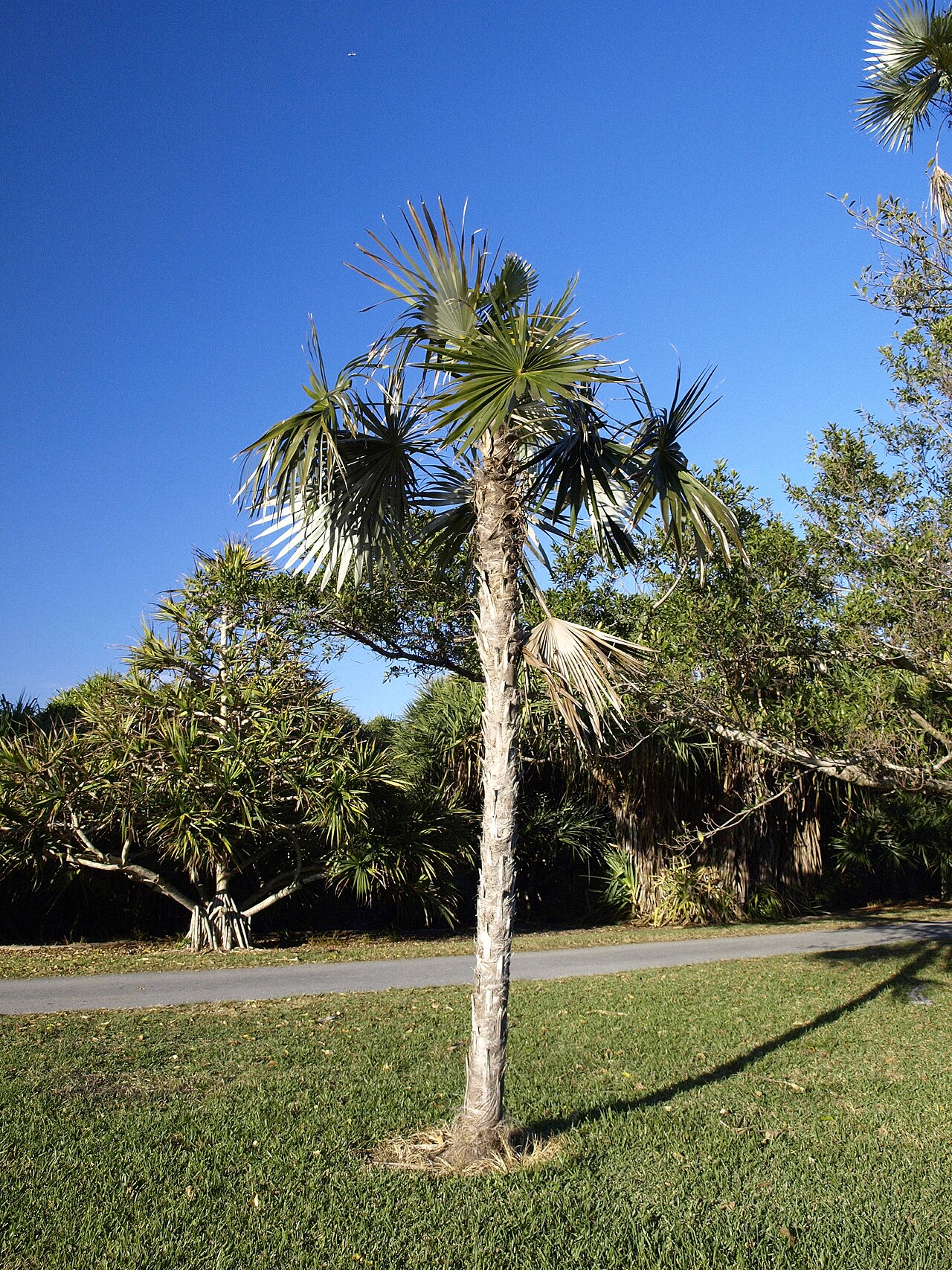 Coccothrinax salvatoris