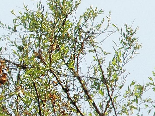 Celtis tala