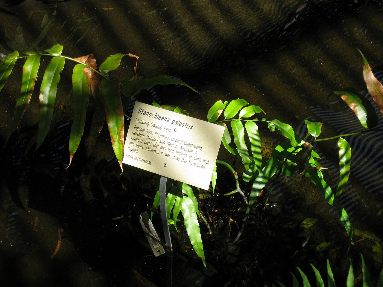 Stenochlaena palustris