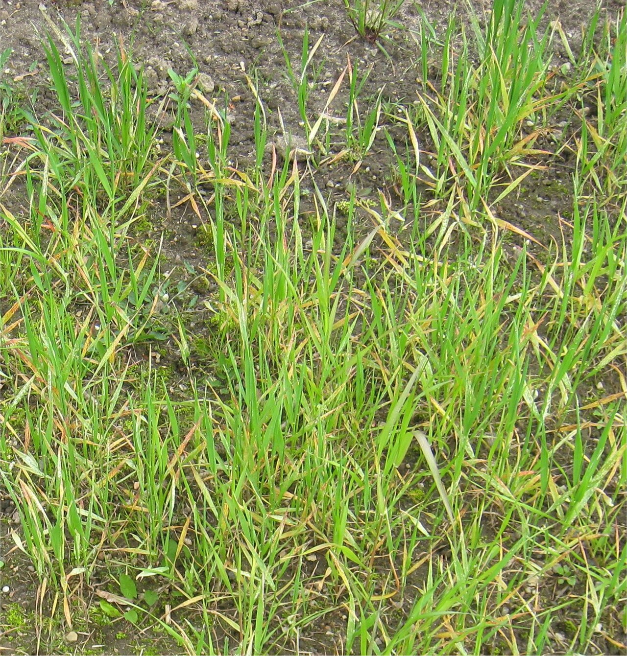 Bromus bromoideus