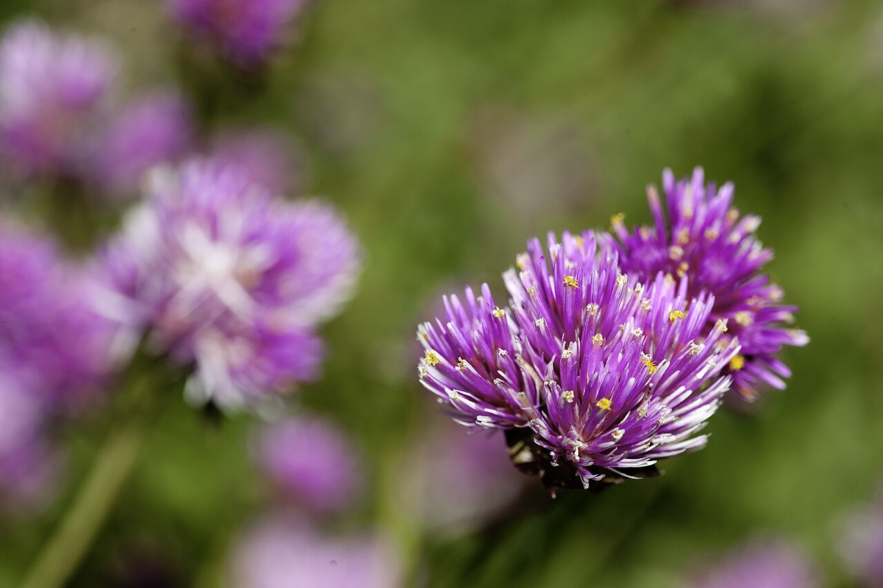Gomphrena pulchella