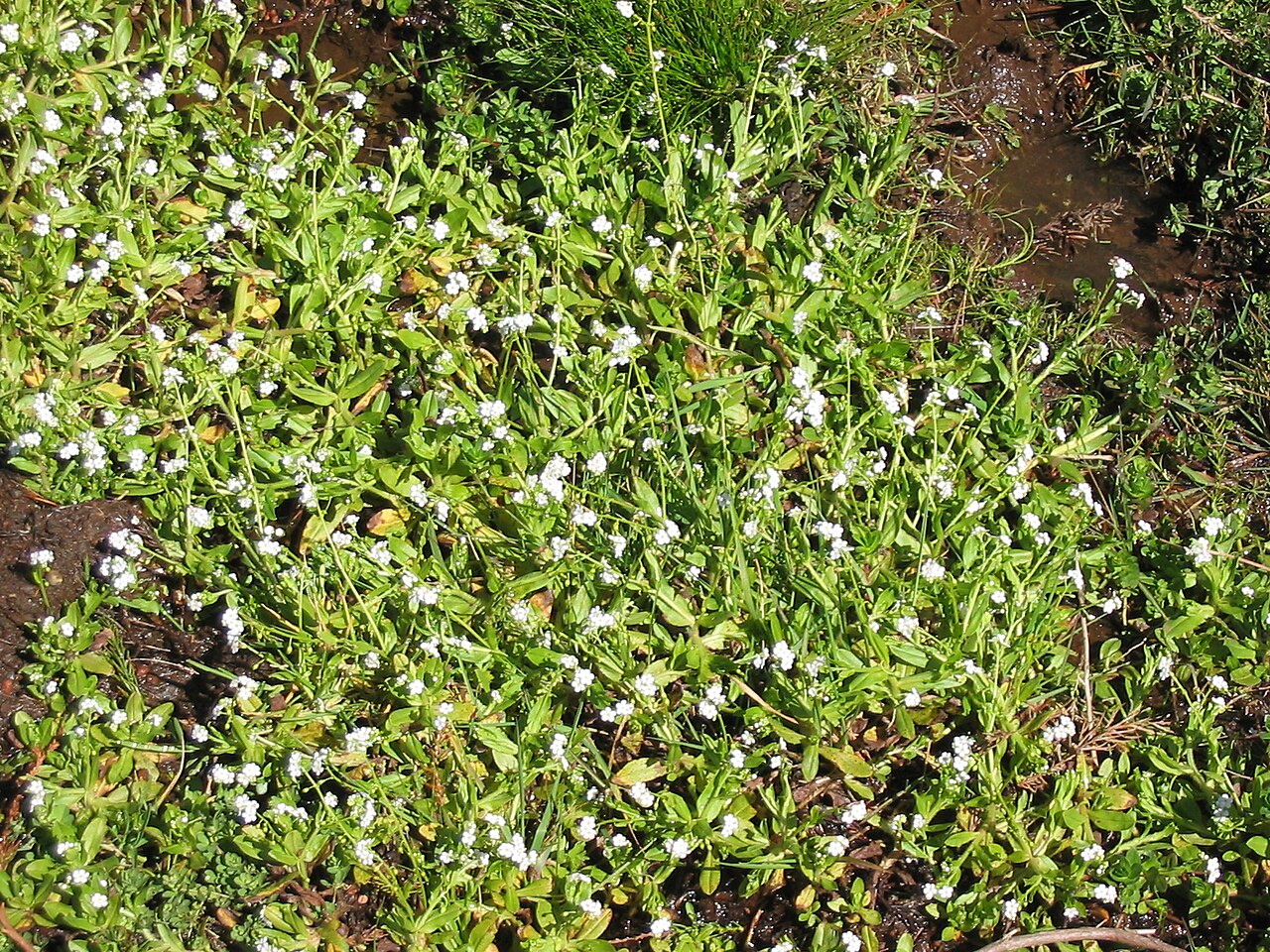 Myosotis stolonifera