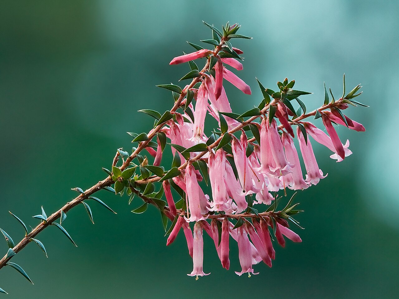 Common heath