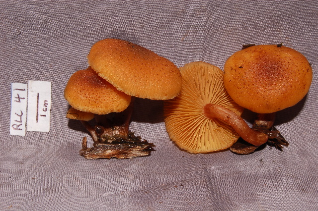 Gymnopilus lepidotus