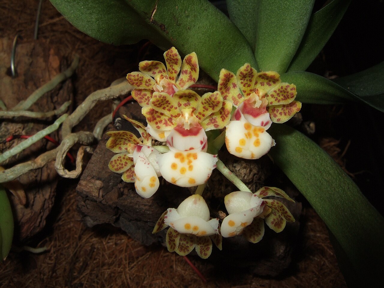 Gastrochilus hainanensis