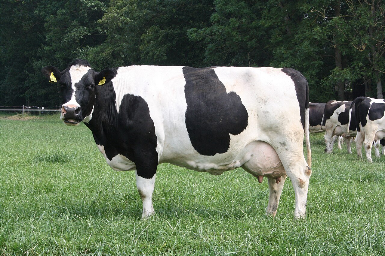 German Black Pied Cattle