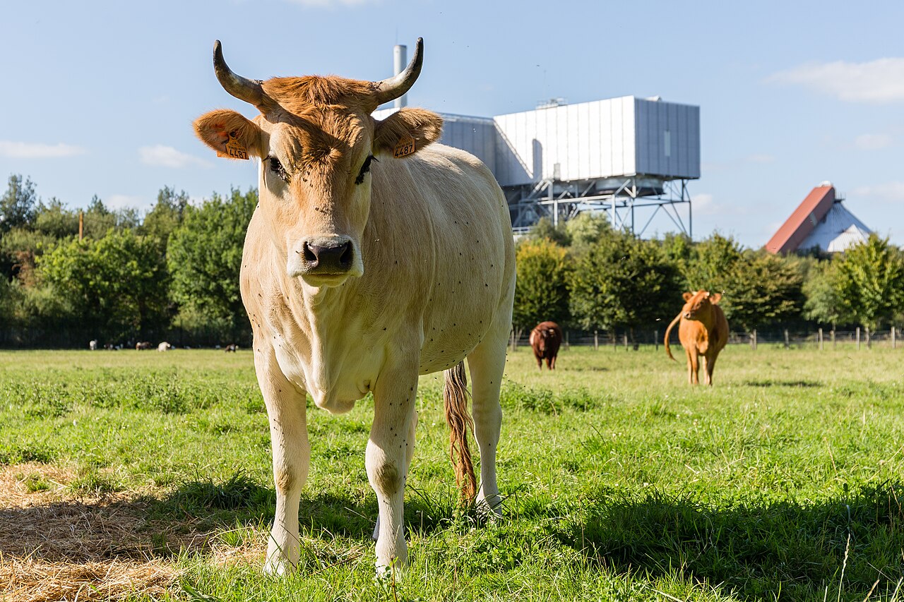 Nantaise cattle