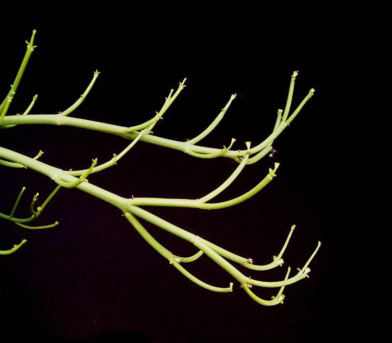 Euphorbia rhombifolia