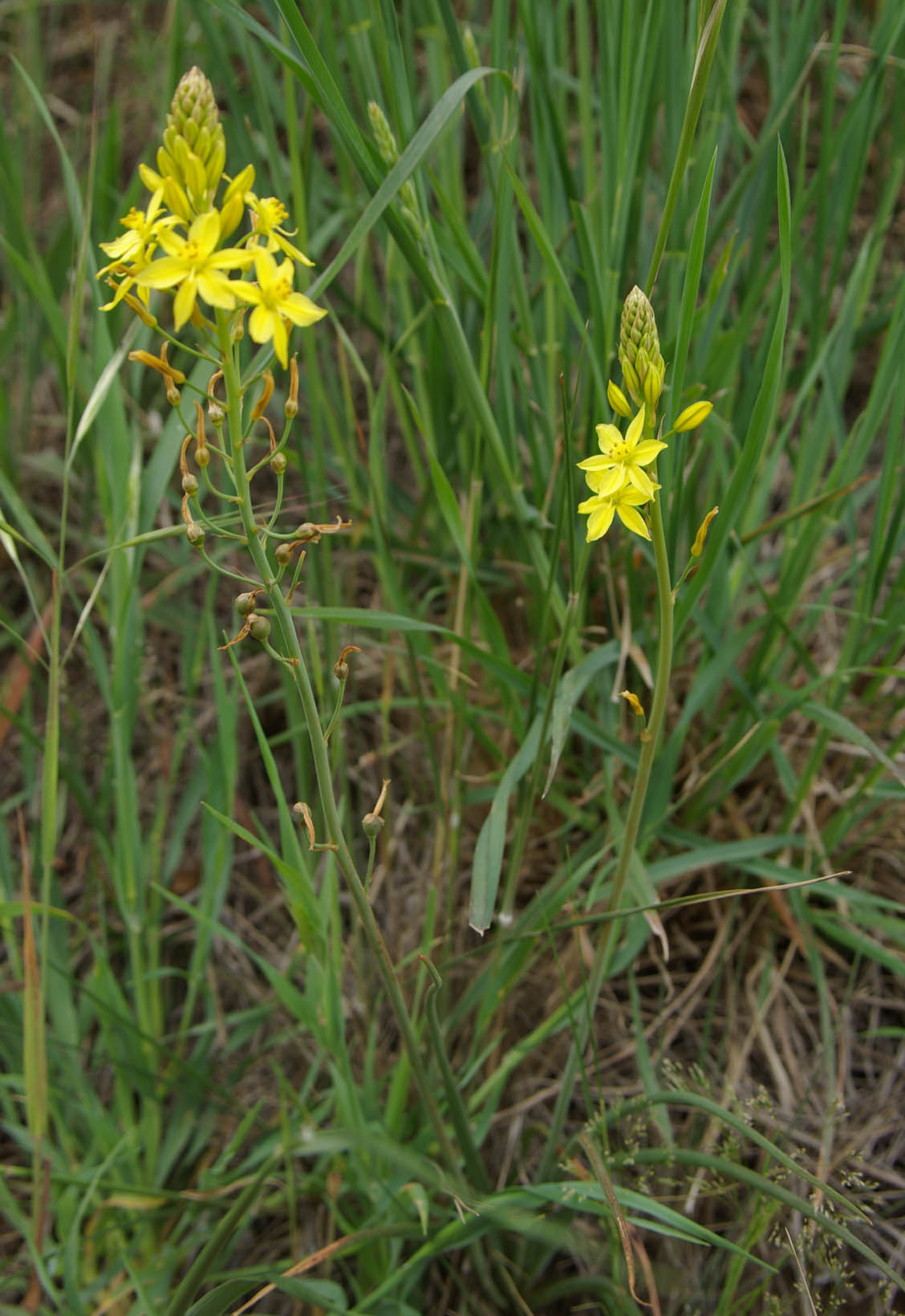 Bulbine lily