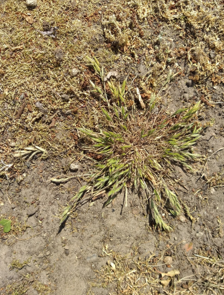 Bromus hordeaceus