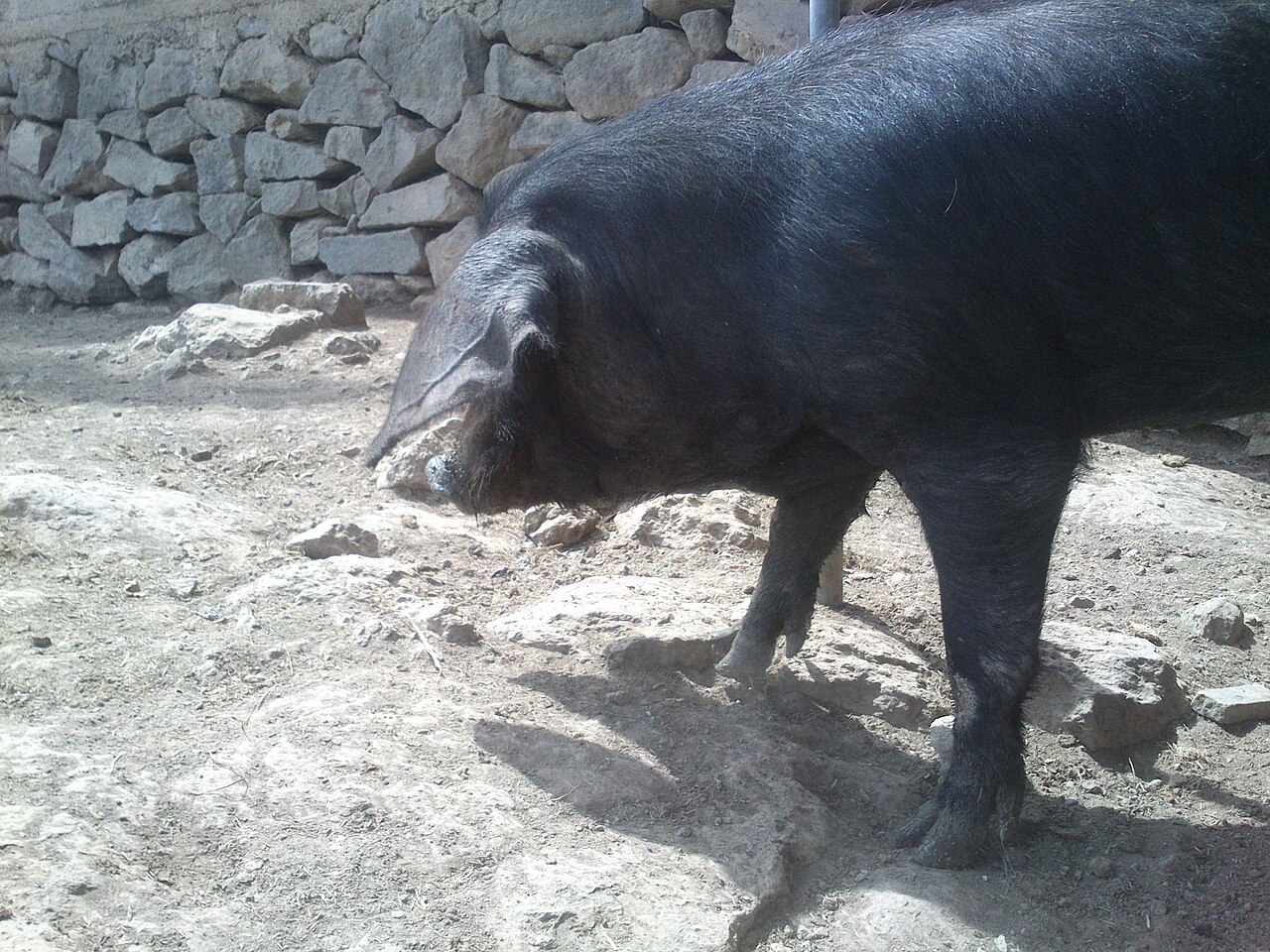 Canarian Black