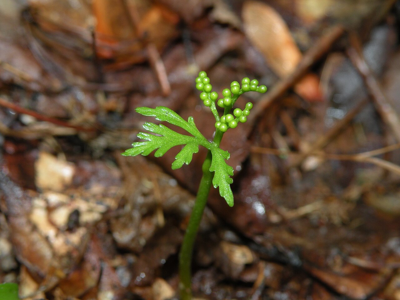 Botrychium angustisegmentum