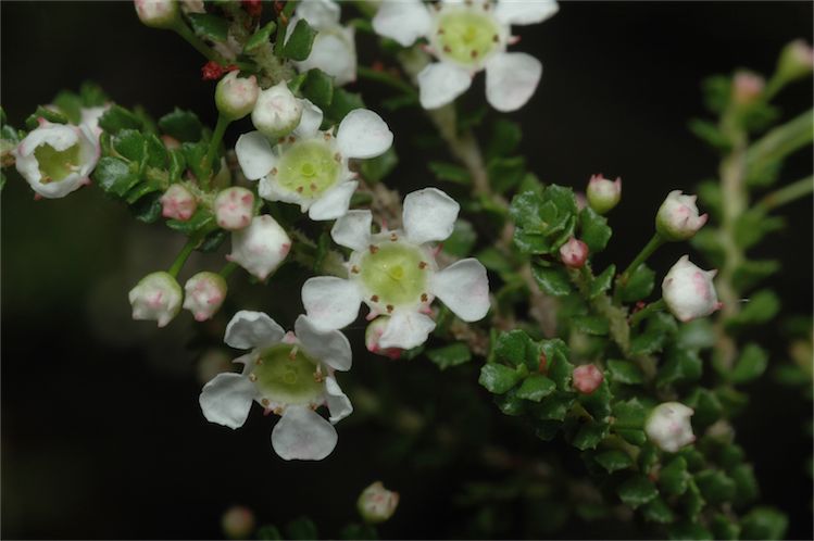 Sannantha cunninghamii