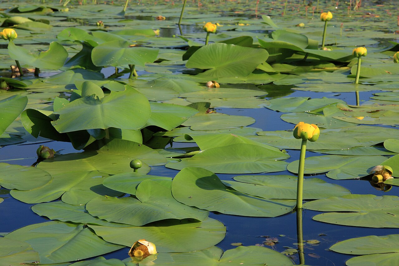 Nuphar variegata