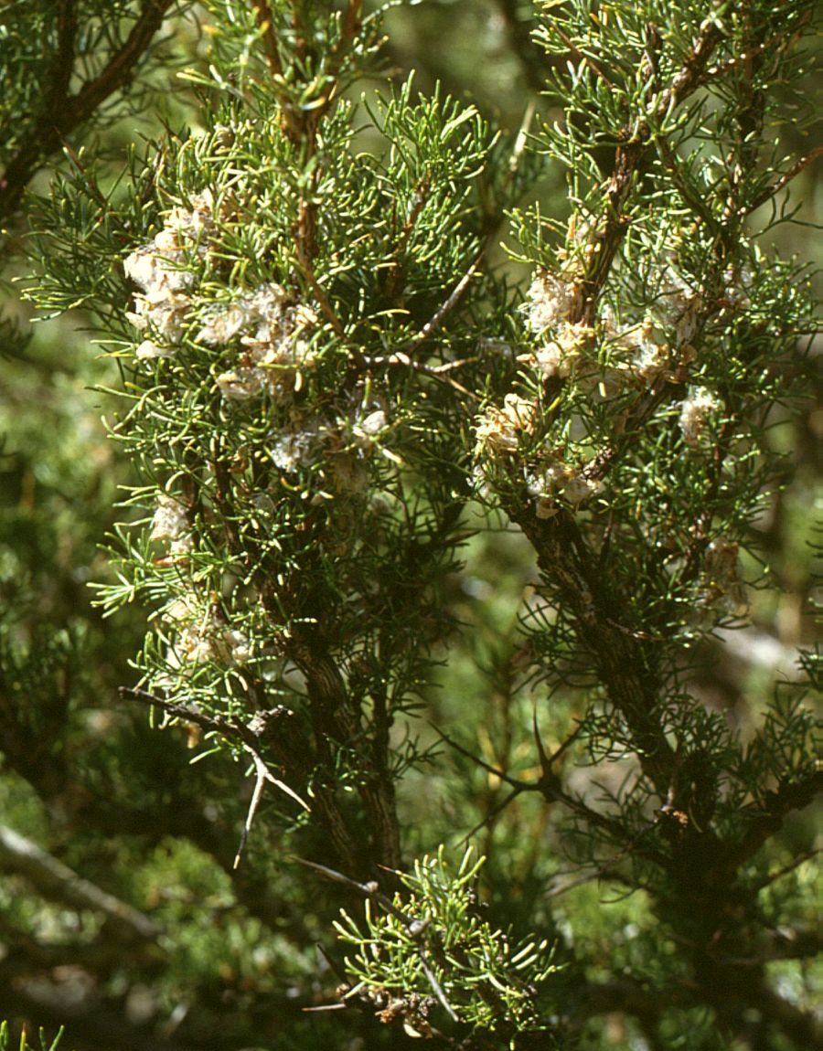 Adesmia pinifolia