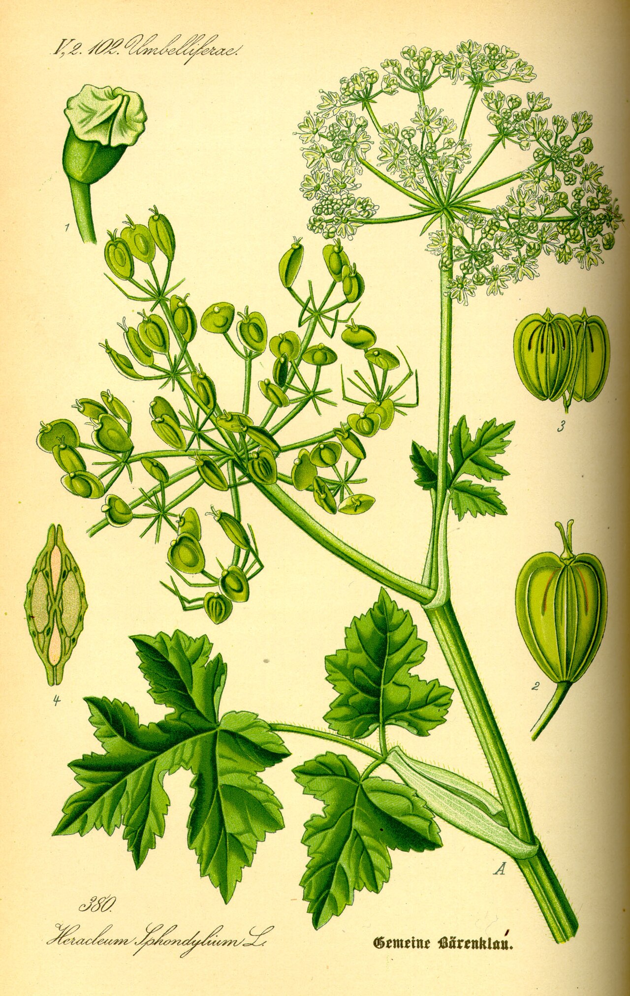 Persian hogweed or by its native name go